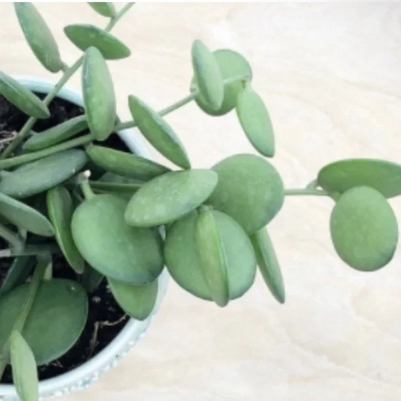 Rare Cutting Xerosicyos danguyi / Silver dollar / String of Coins - Picture 3 of 12